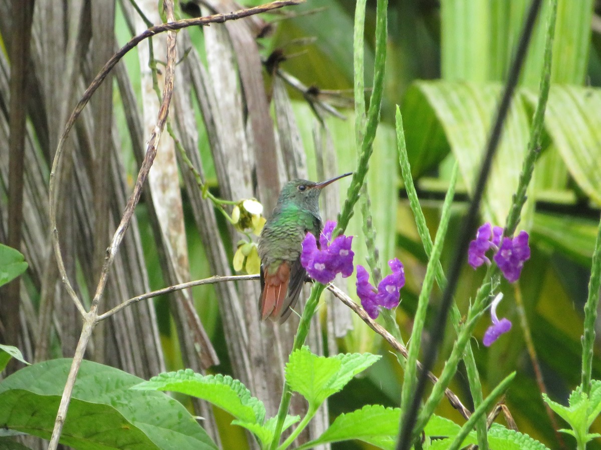 Rufous-tailed Hummingbird - ML622459849