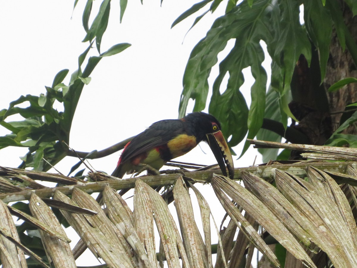 Collared Aracari - ML622459865