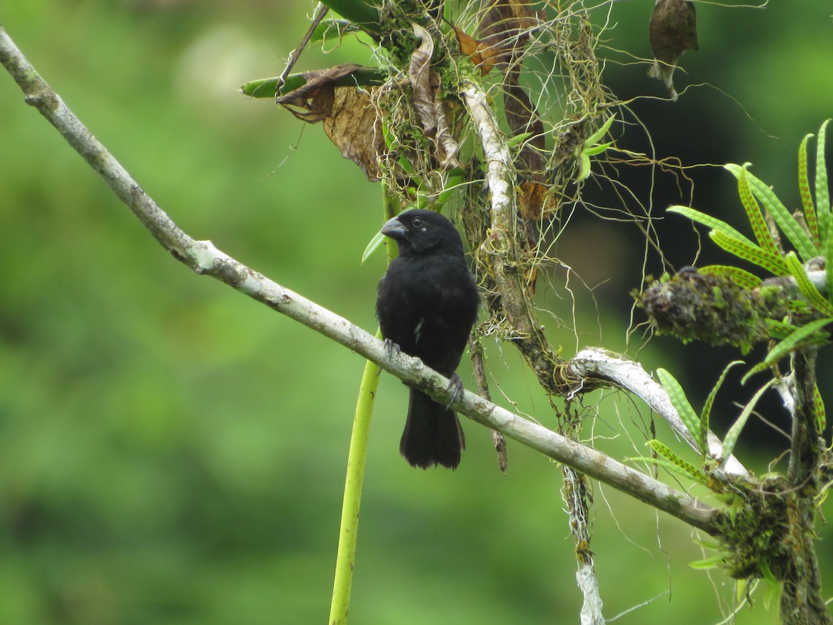 Variable Seedeater - ML622459879