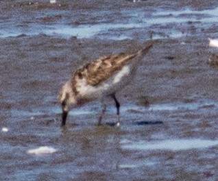 Least Sandpiper - ML622459885