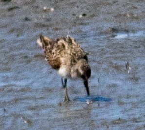 Least Sandpiper - ML622459886