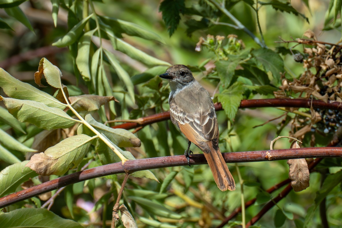 Ash-throated Flycatcher - ML622459955