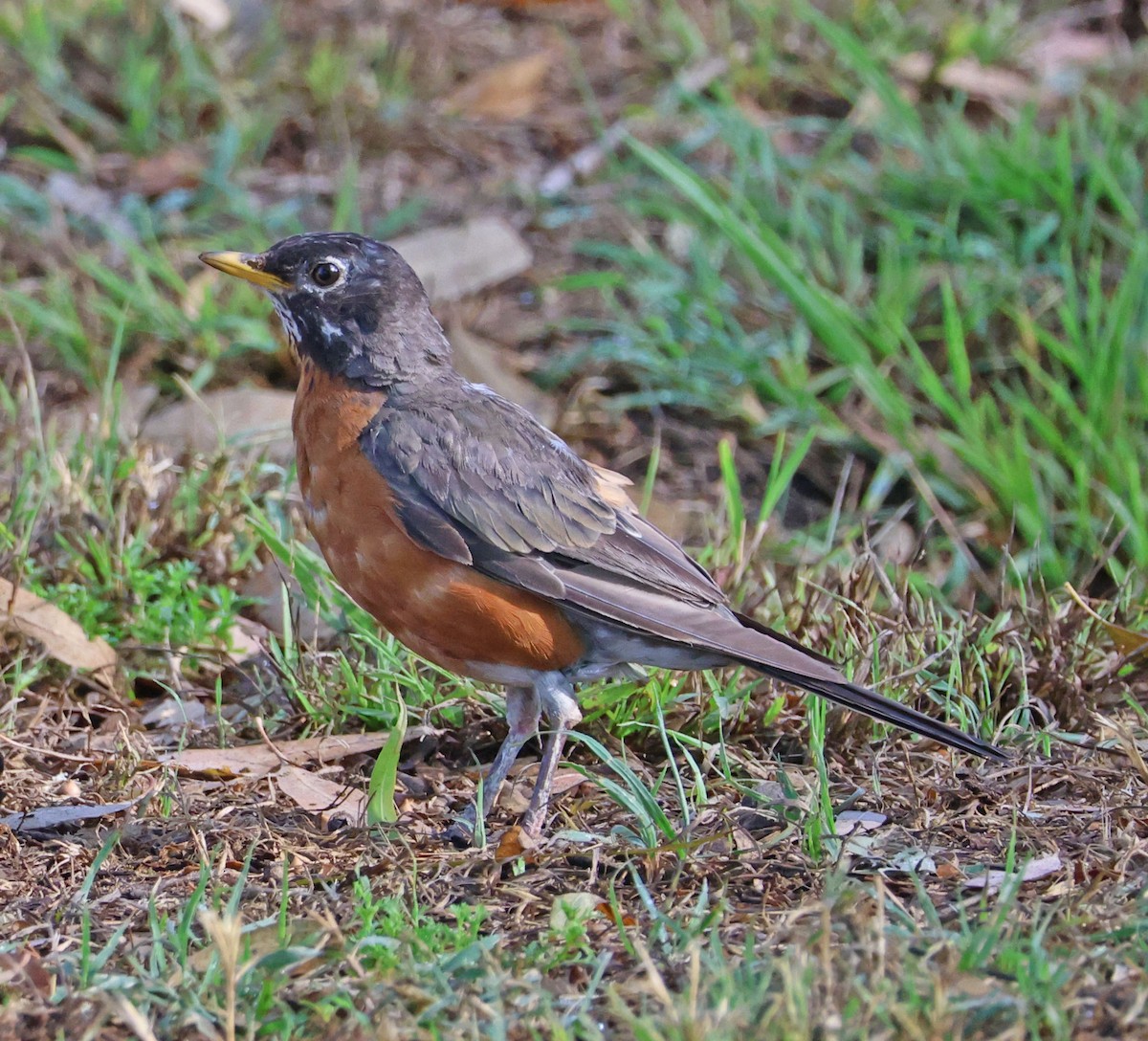 American Robin - ML622459956