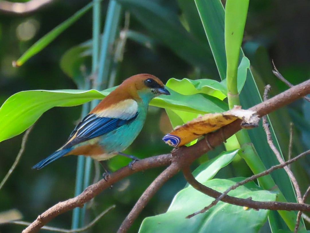 Chestnut-backed Tanager - ML622459983