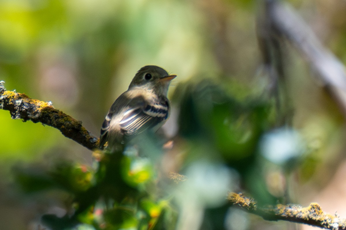 Western Flycatcher (Pacific-slope) - ML622459989