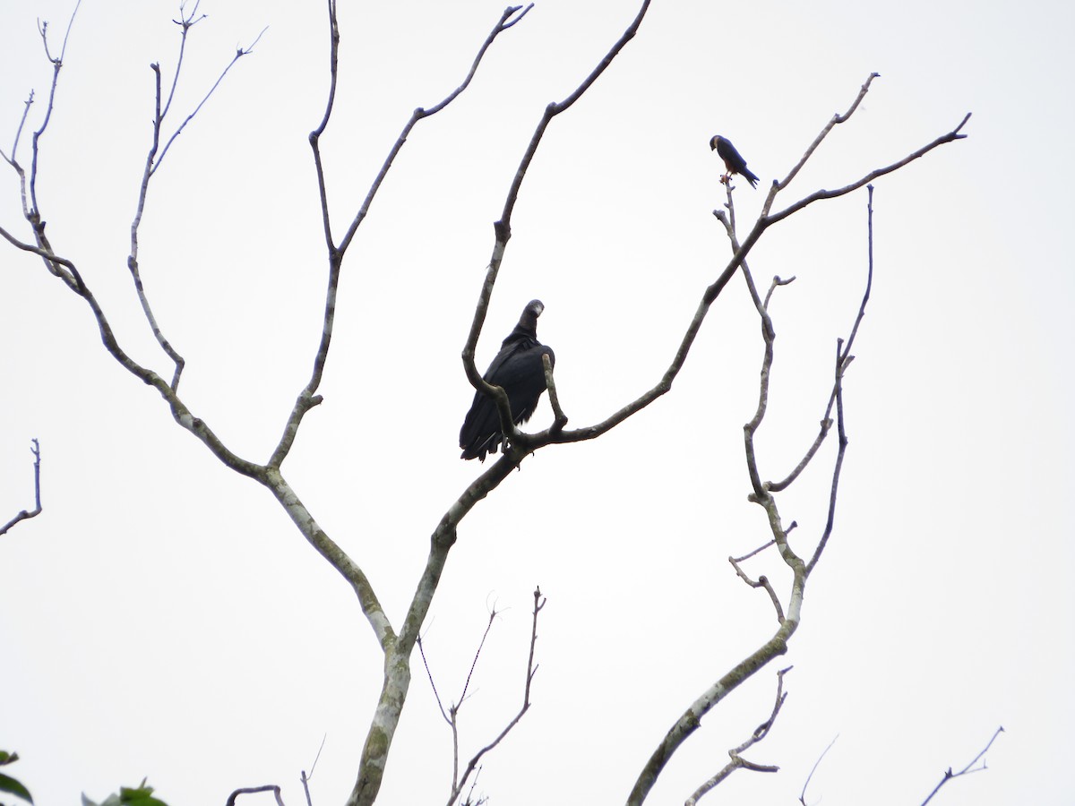 Black Vulture - ML622460028