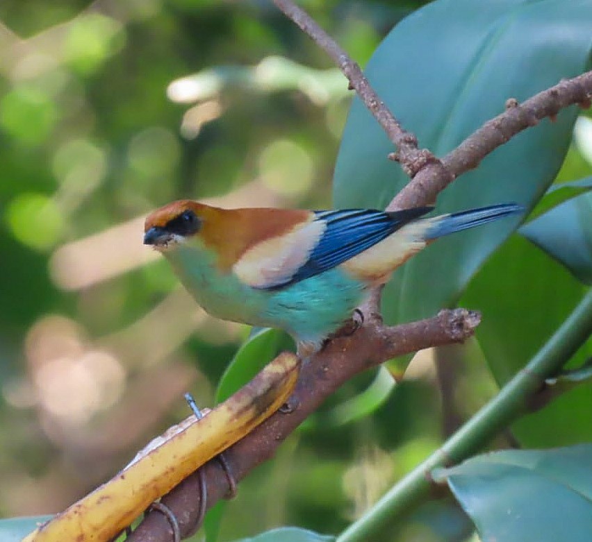 Chestnut-backed Tanager - ML622460033