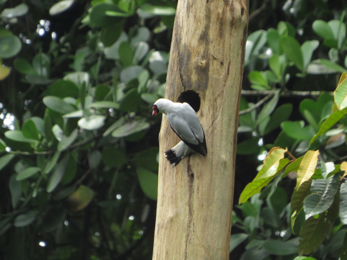 Masked Tityra - ML622460045