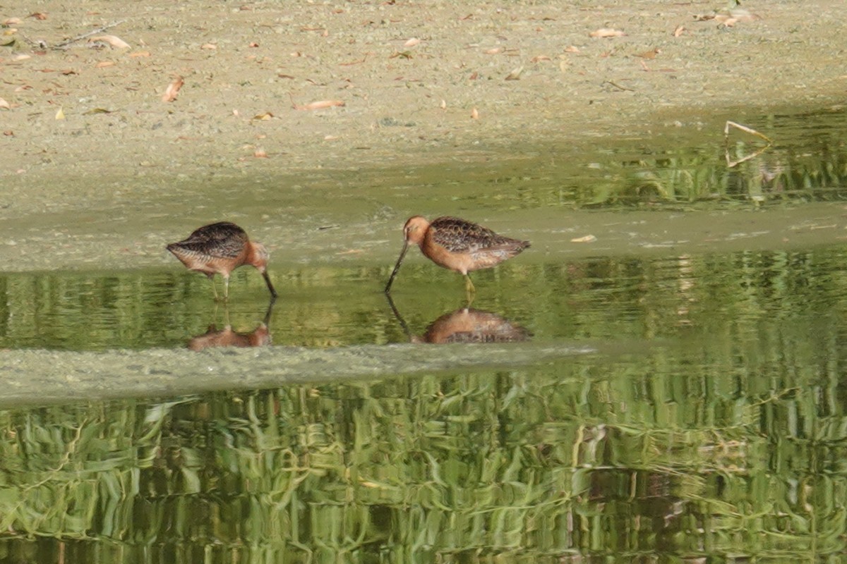 Long-billed Dowitcher - ML622460100