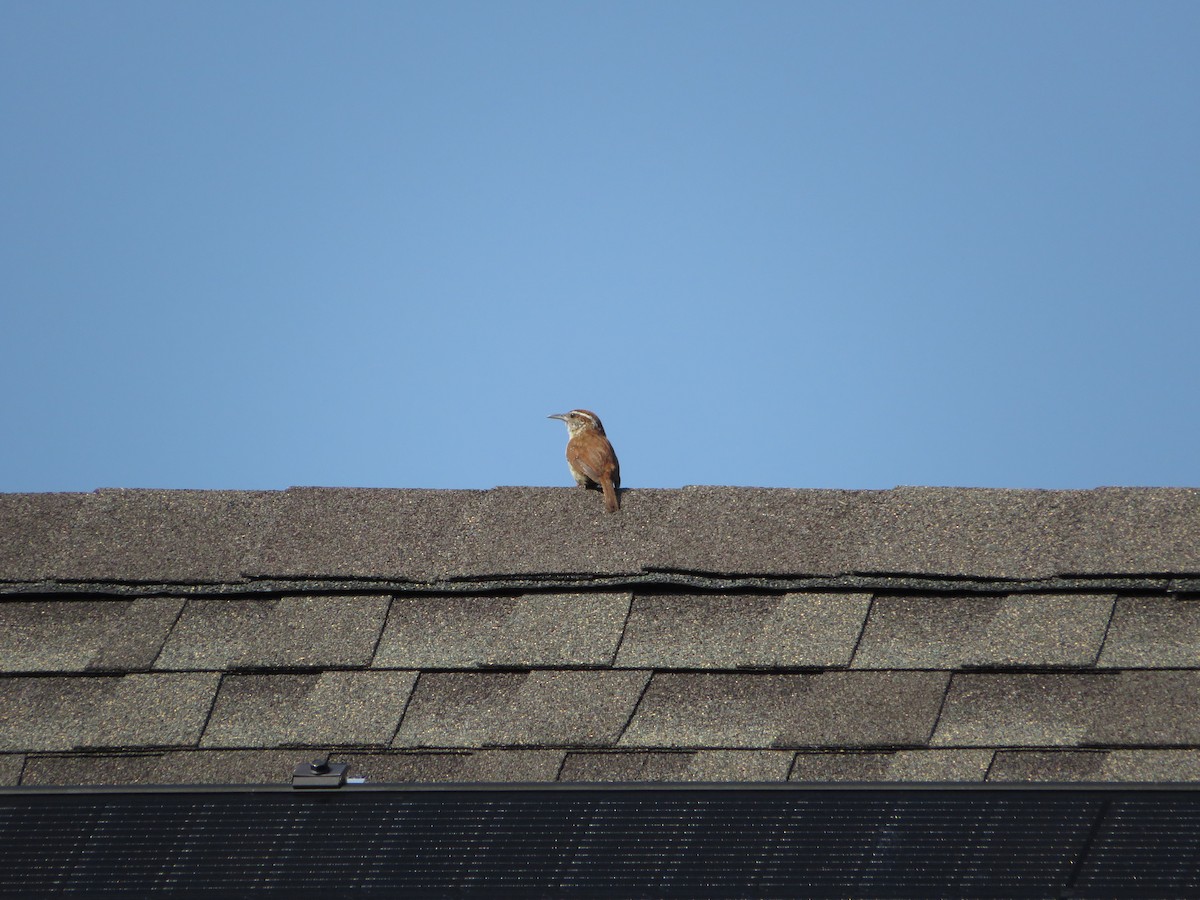 Carolina Wren - ML622460126