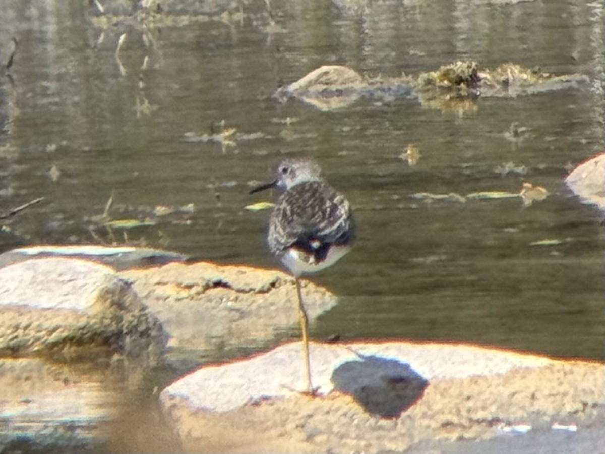 Lesser Yellowlegs - ML622460261