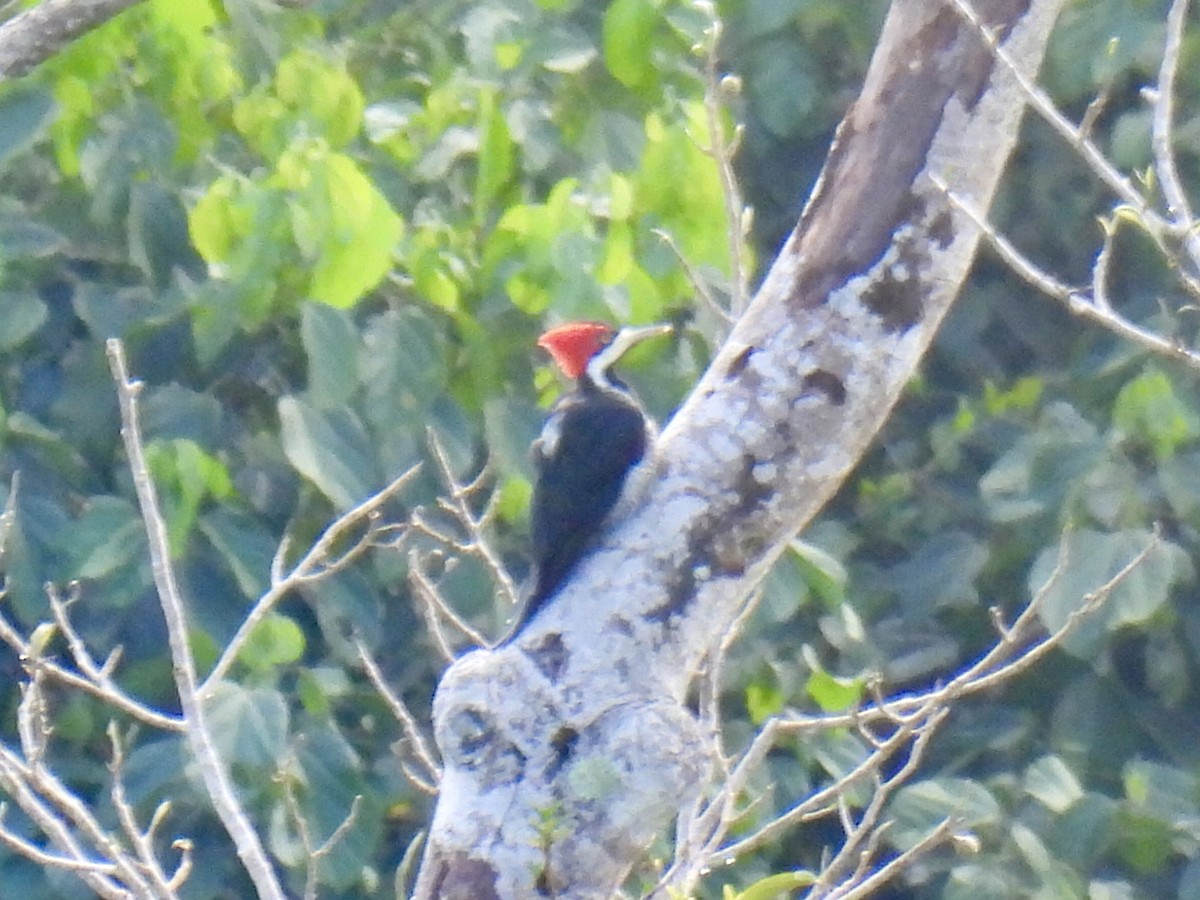 Crimson-crested Woodpecker - ML622460271