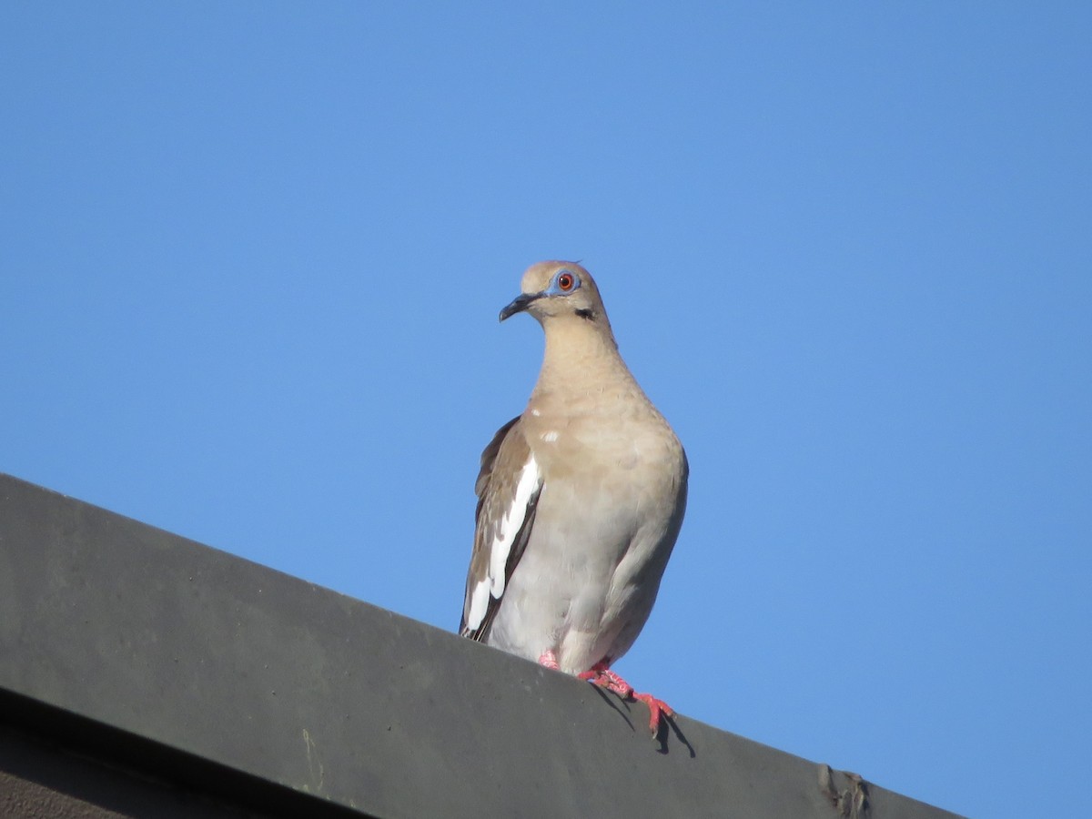 White-winged Dove - ML622460284