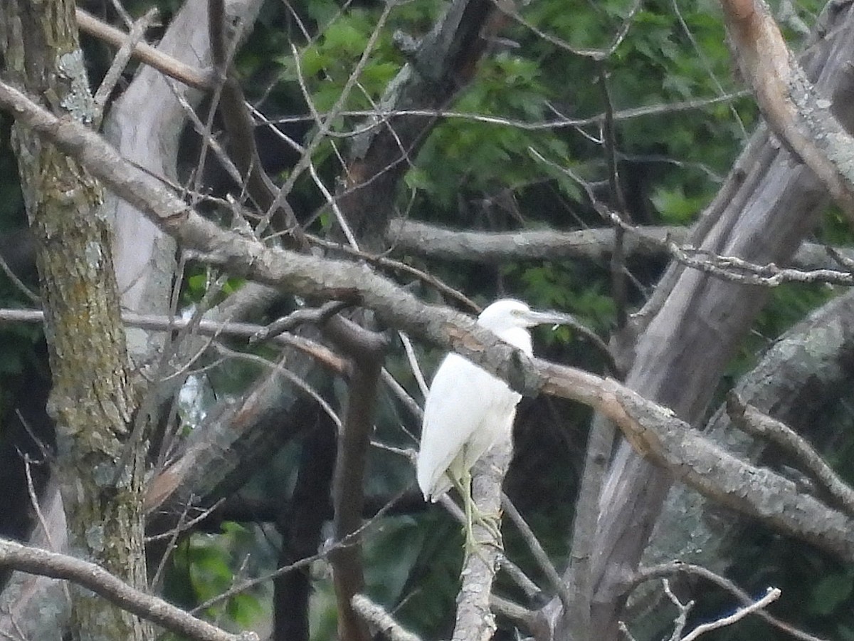 Little Blue Heron - ML622460293
