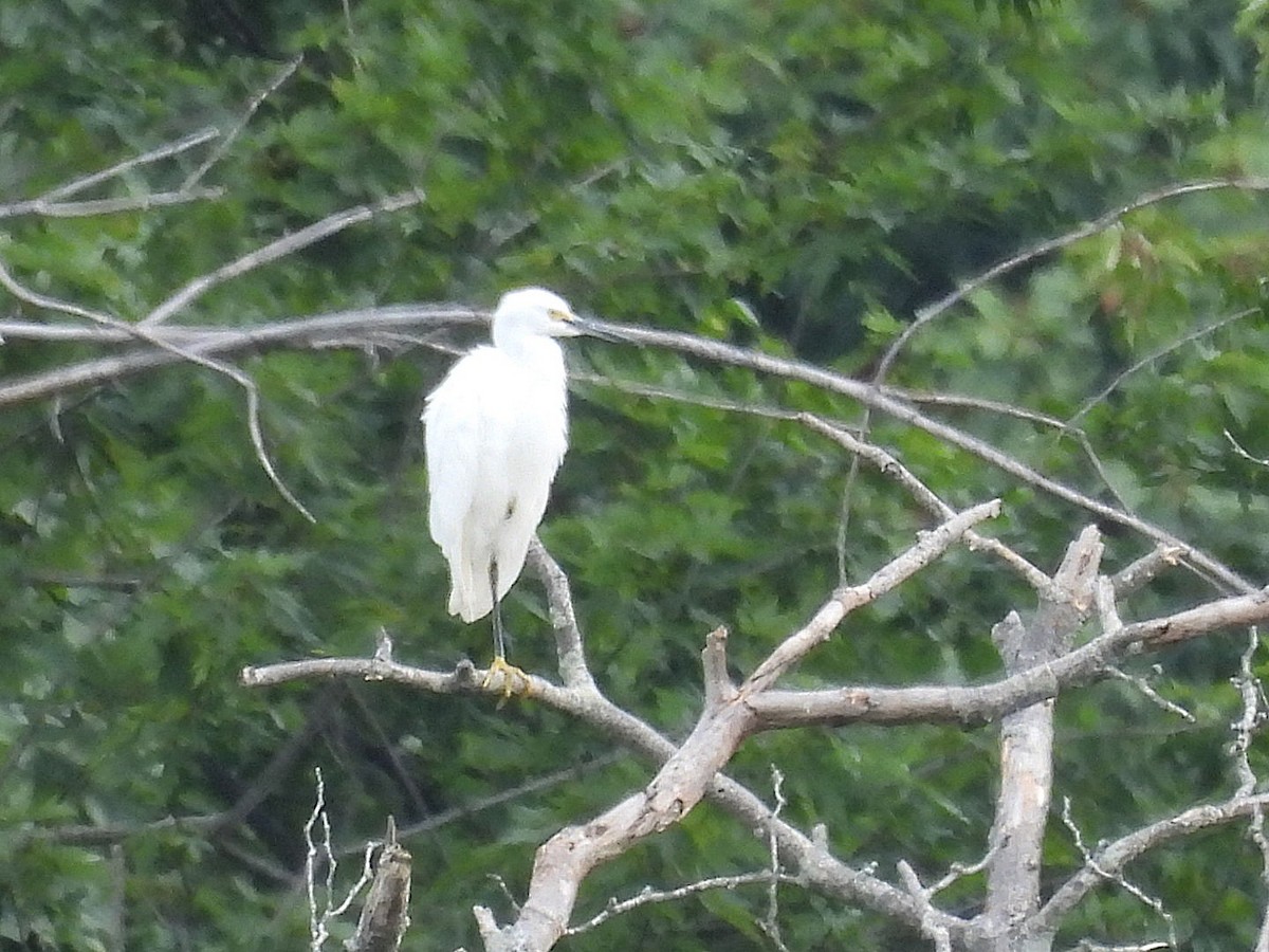 Snowy Egret - ML622460322