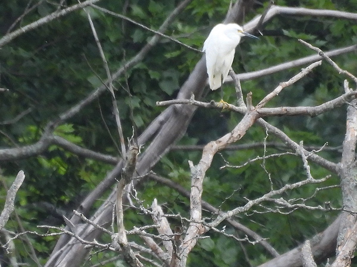 Snowy Egret - ML622460323