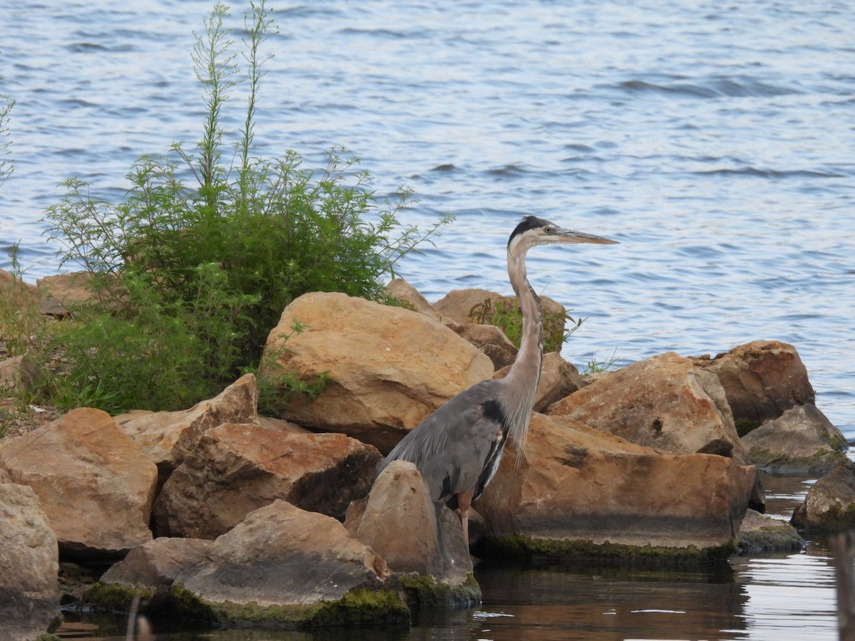 Great Blue Heron - ML622460349