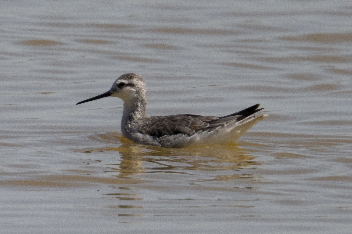 Phalarope de Wilson - ML622460426