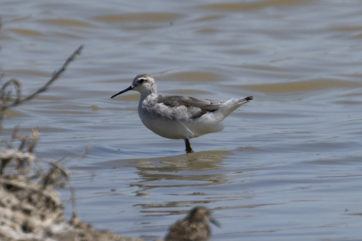 Phalarope de Wilson - ML622460427