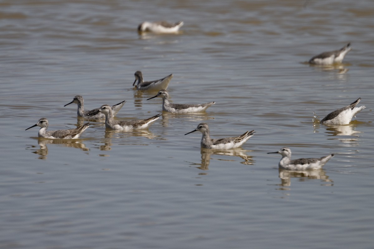 Wilson's Phalarope - Mark Golan