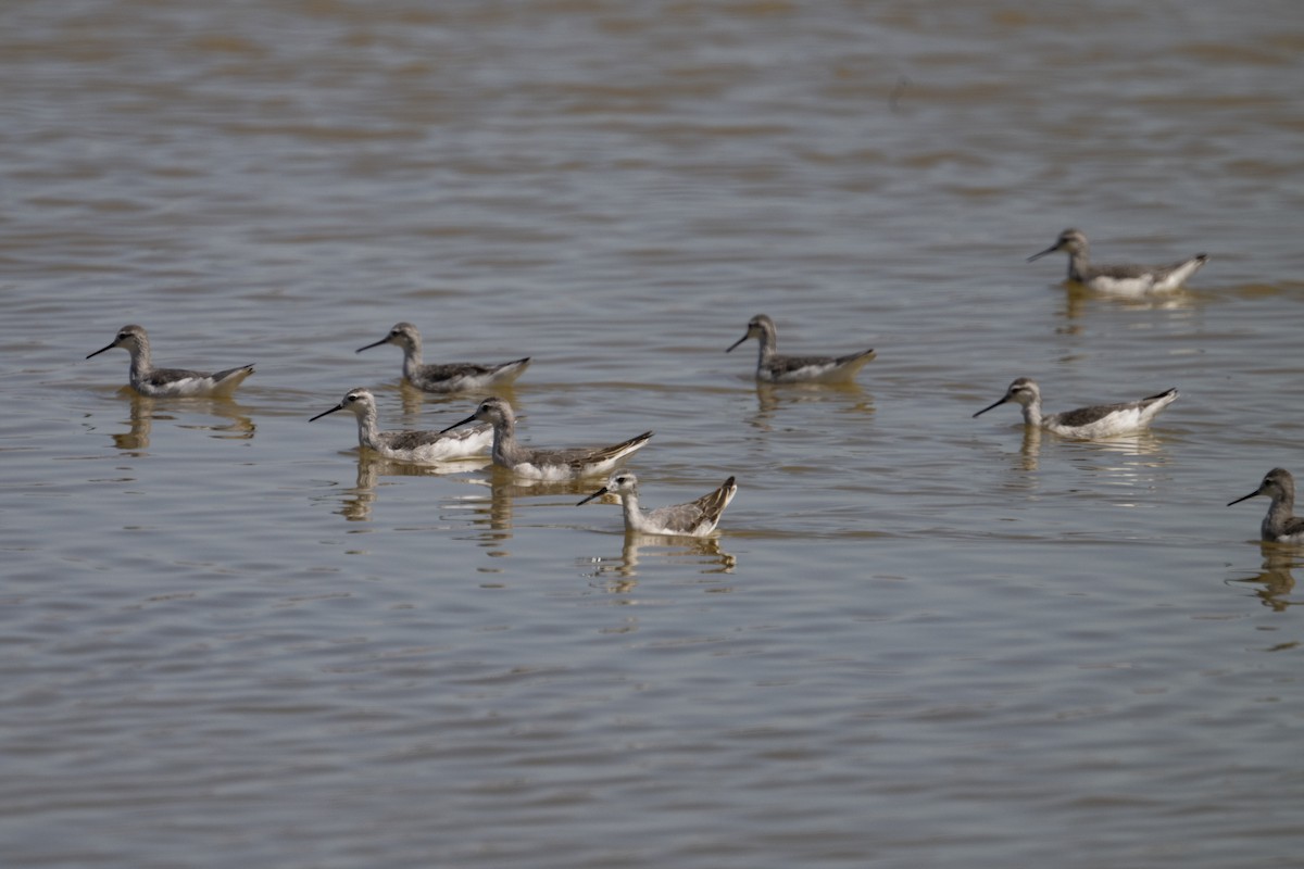 Phalarope de Wilson - ML622460431