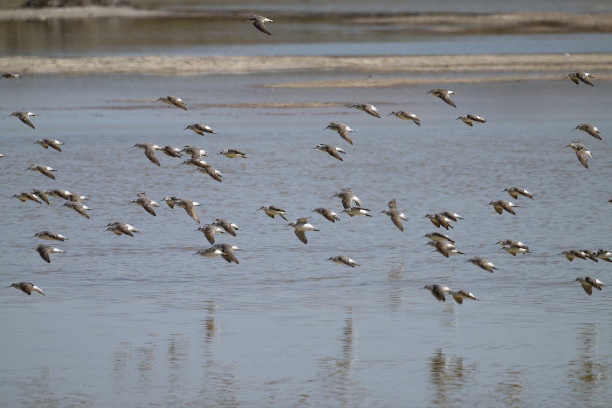 Phalarope de Wilson - ML622460434