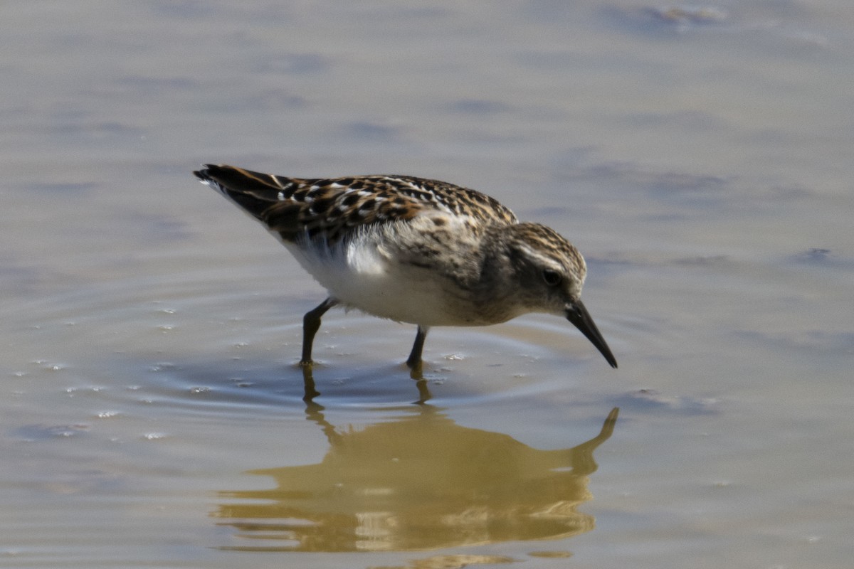 Least Sandpiper - Mark Golan