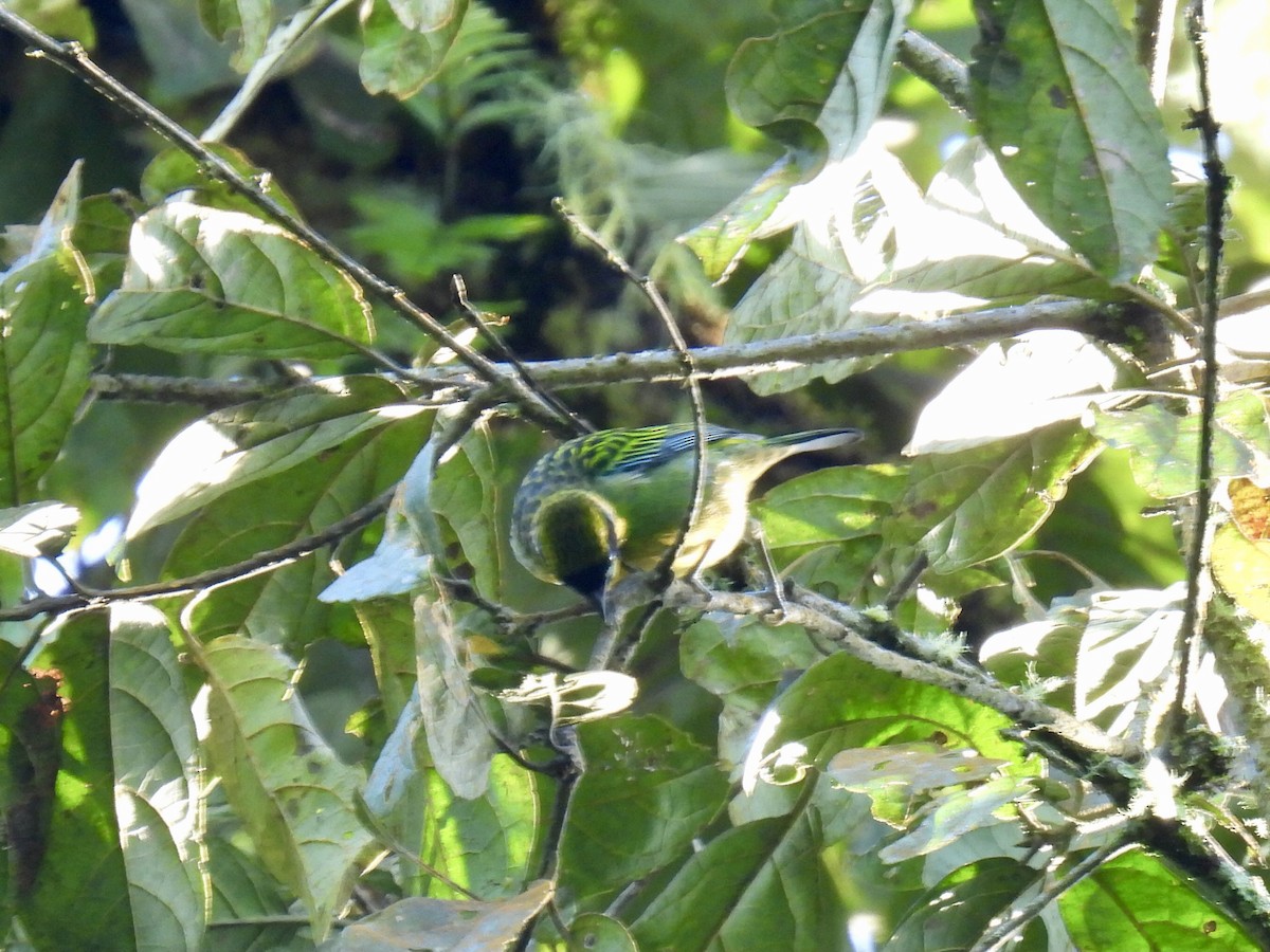 Green-and-gold Tanager - ML622460600