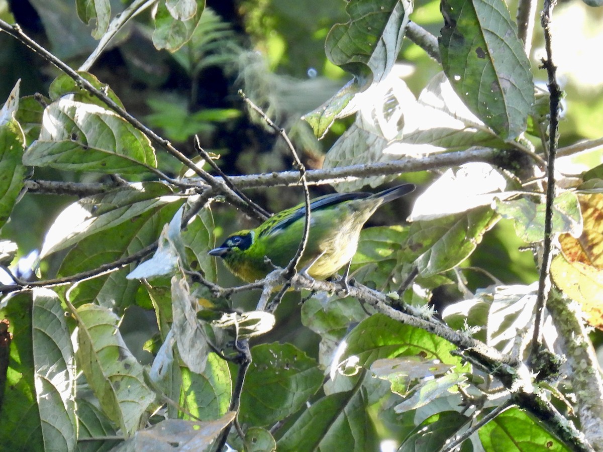 Green-and-gold Tanager - ML622460601