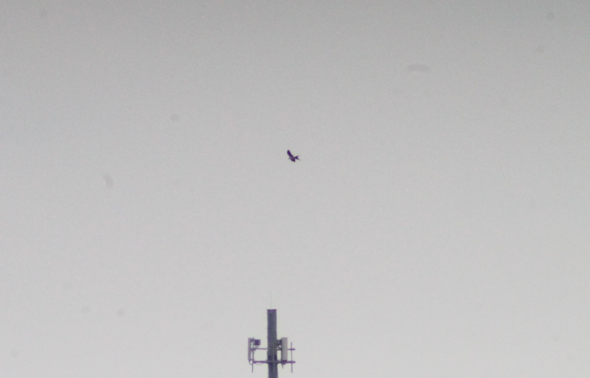 Swallow-tailed Kite - ML622460617