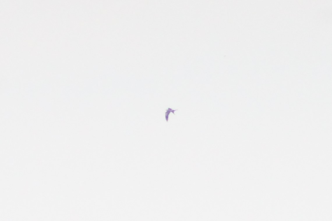 Swallow-tailed Kite - ML622460618