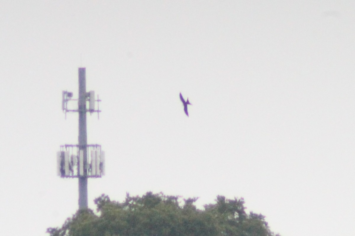 Swallow-tailed Kite - ML622460619