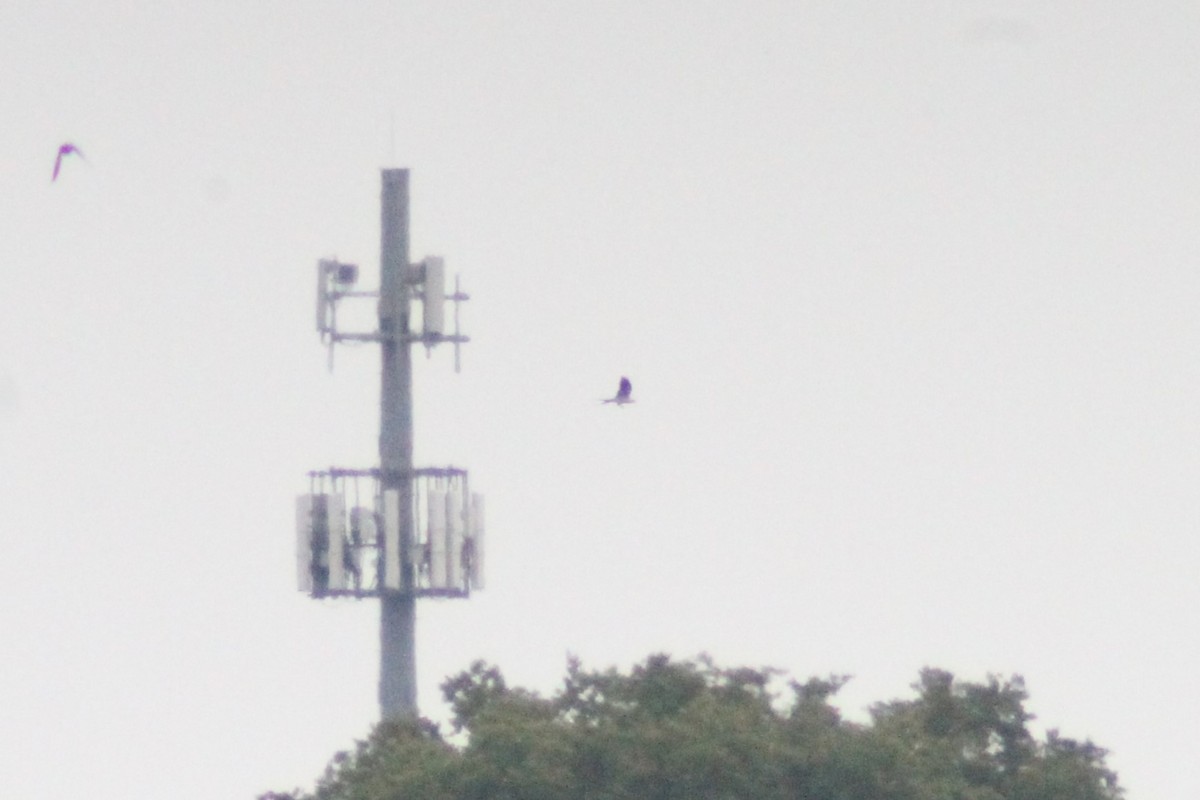 Swallow-tailed Kite - ML622460620