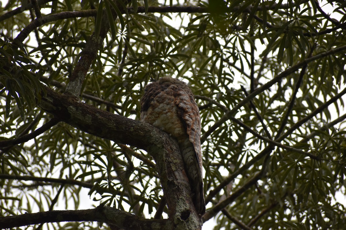 Great Potoo - ML622460669