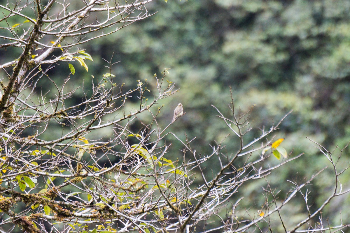 Mottle-backed Elaenia - Diego Caiafa