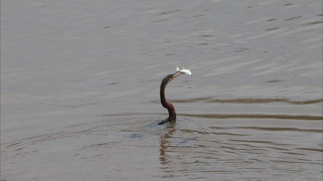 Australasian Darter - ML622460818