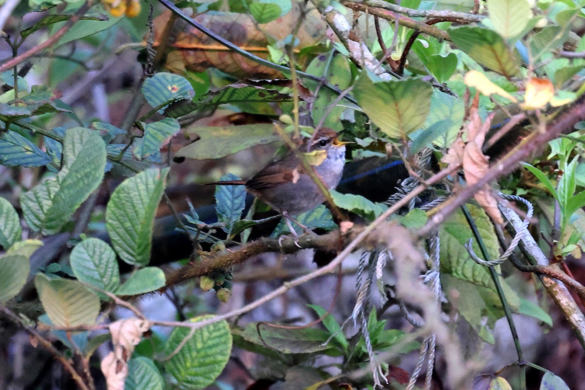 Gray-sided Bush Warbler - ML622460856