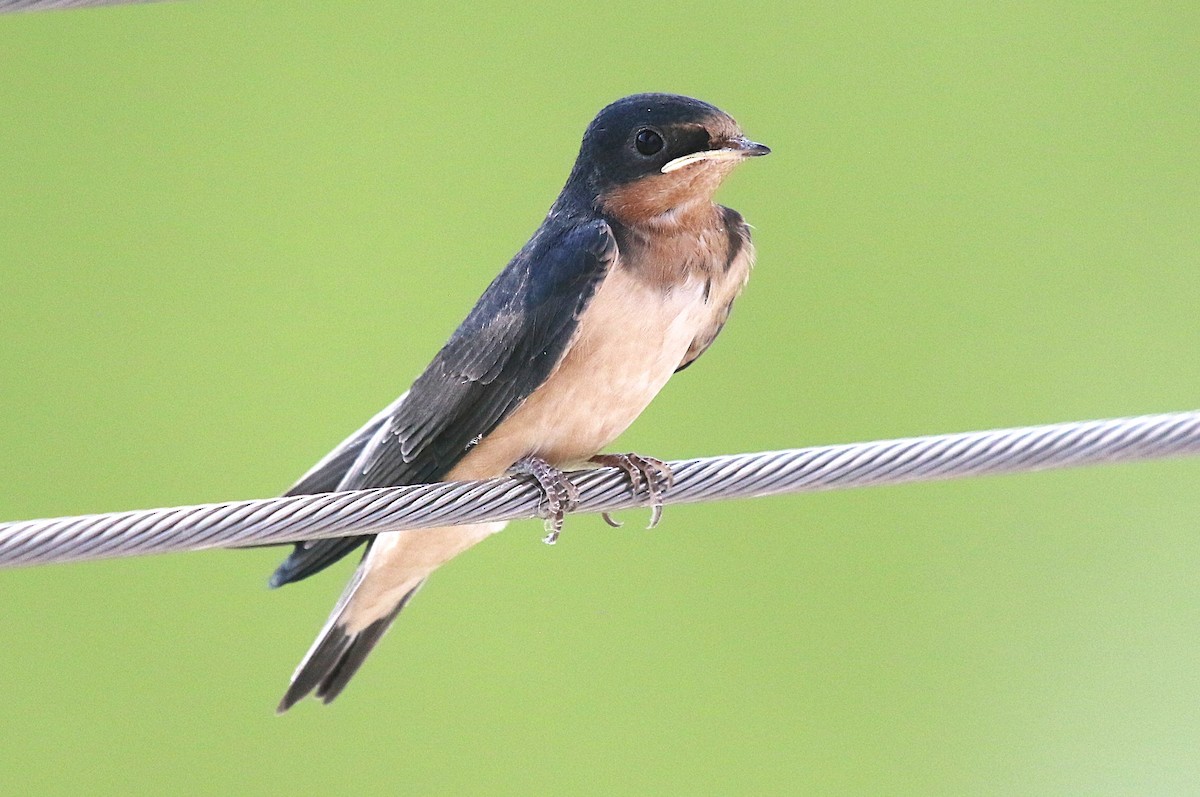 Barn Swallow - David Leatherman