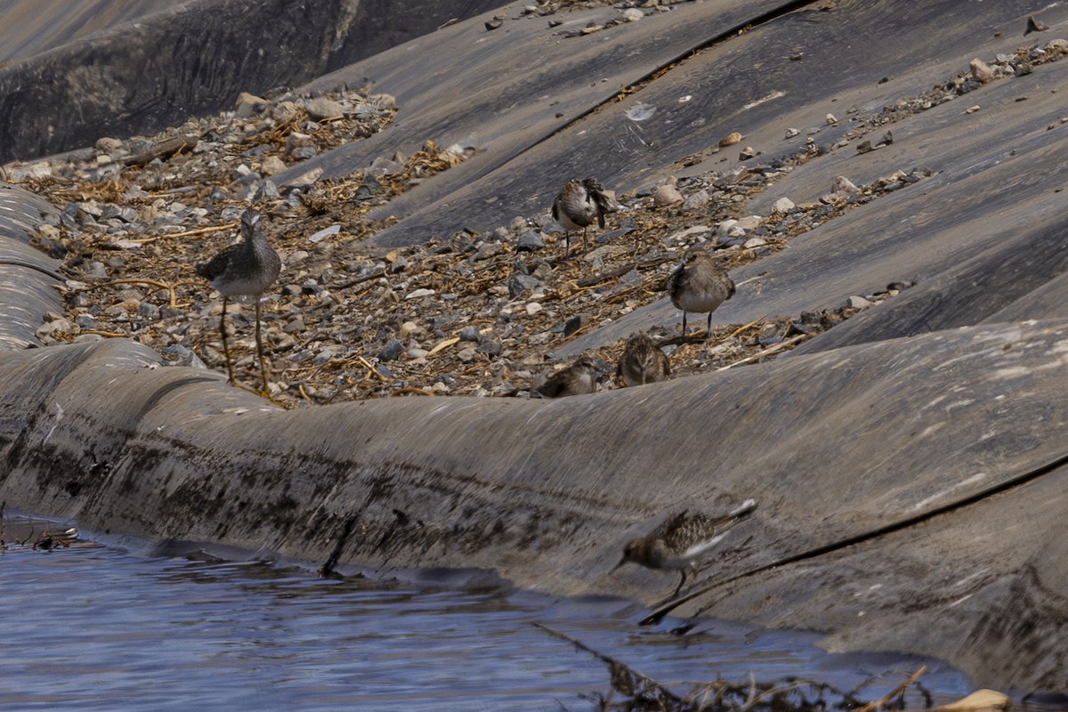 Baird's Sandpiper - ML622460957