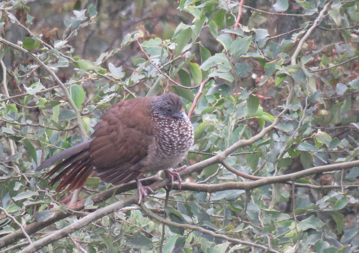 Speckled Chachalaca - ML622460990