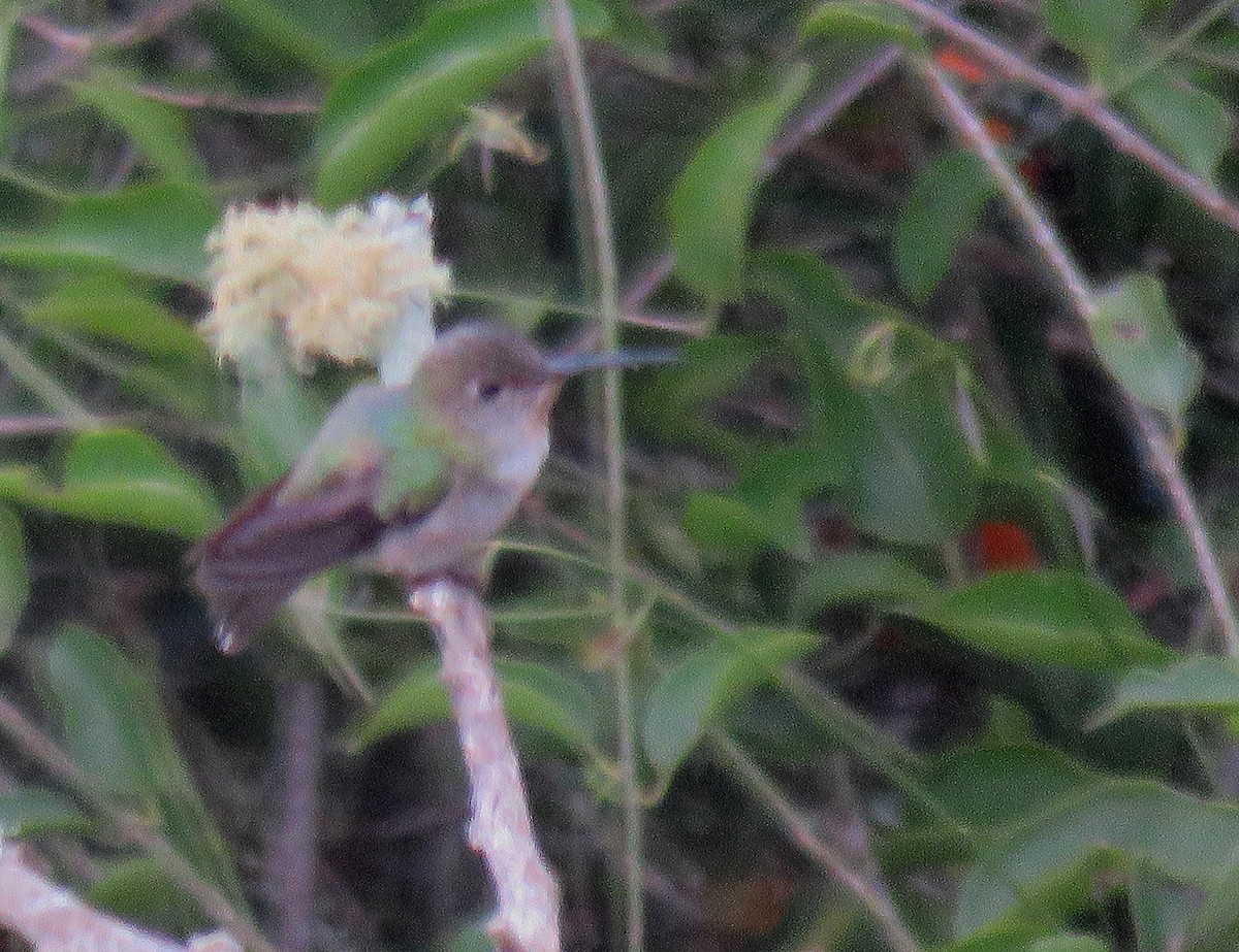 White-bellied Hummingbird - ML622460993