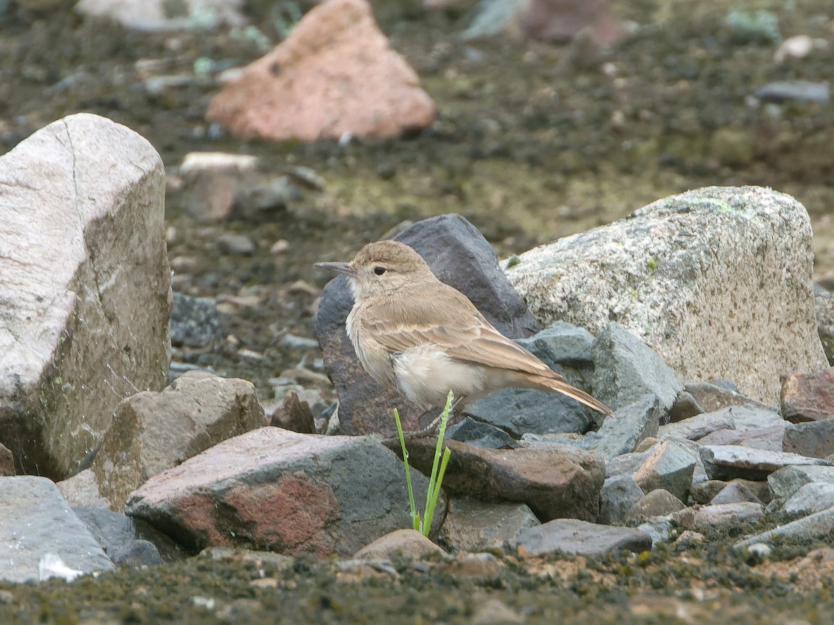 Peru Madencisi - ML622460995