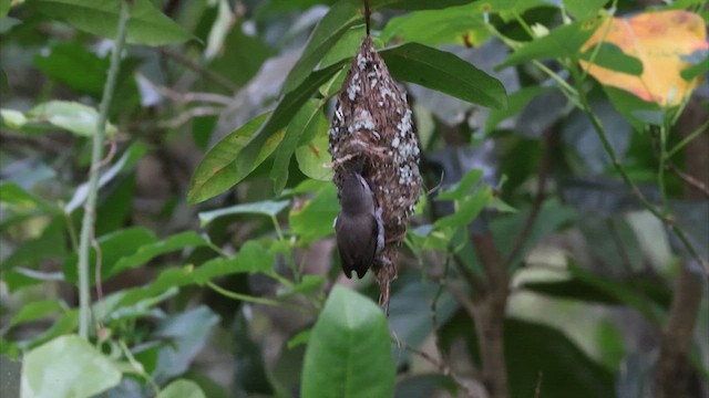 Brown Gerygone - ML622461007