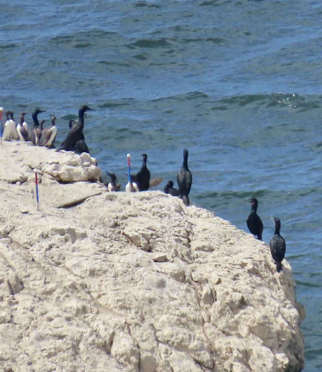 Brandt's Cormorant - George Chrisman