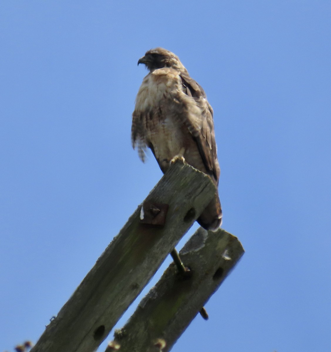 Red-tailed Hawk - ML622461028