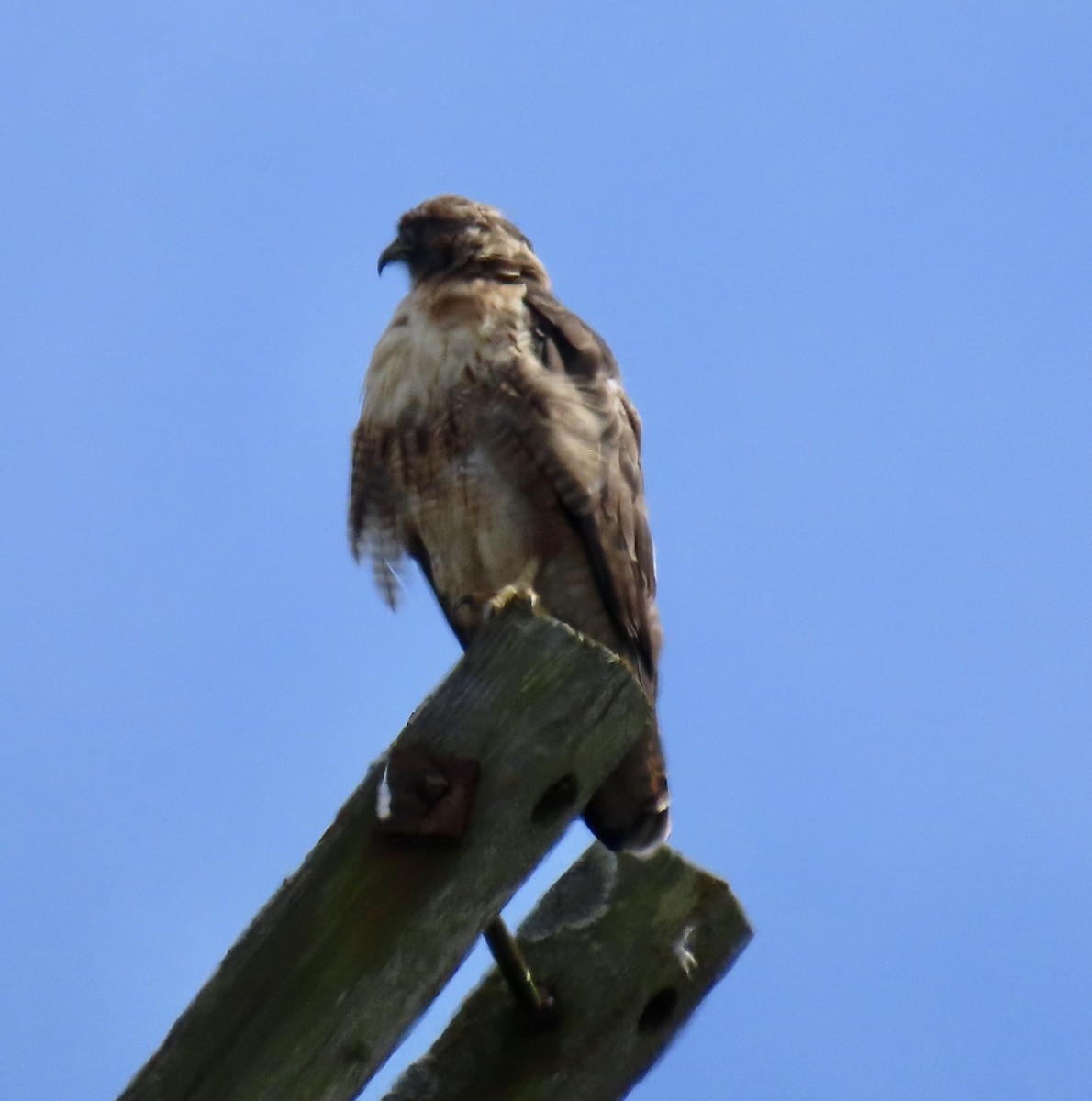 Red-tailed Hawk - ML622461029