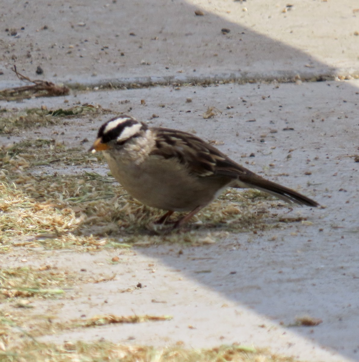 White-crowned Sparrow - ML622461035