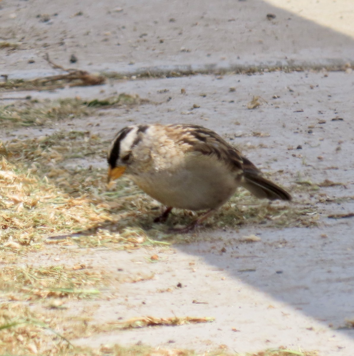 Bruant à couronne blanche - ML622461036