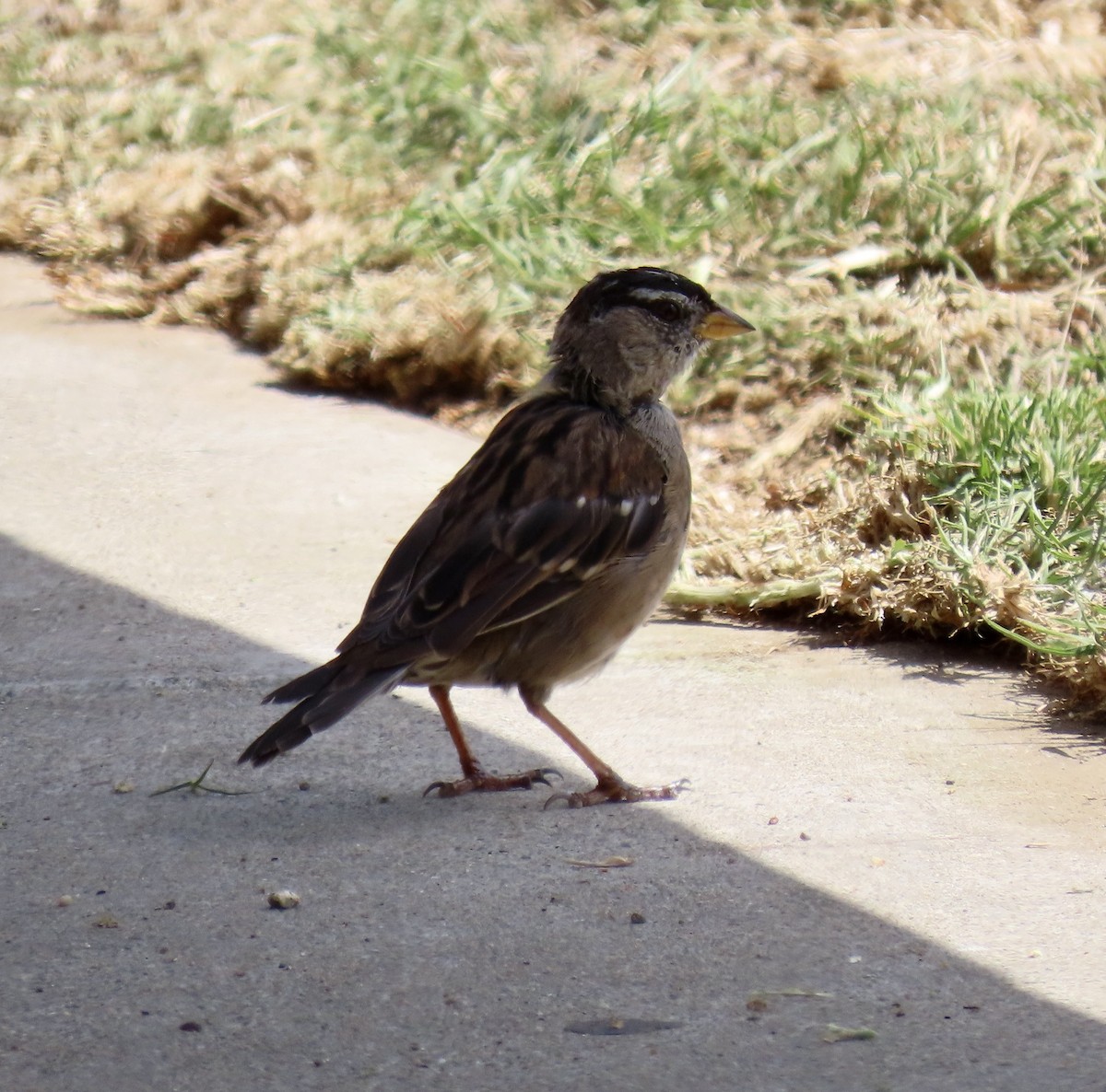 White-crowned Sparrow - ML622461041