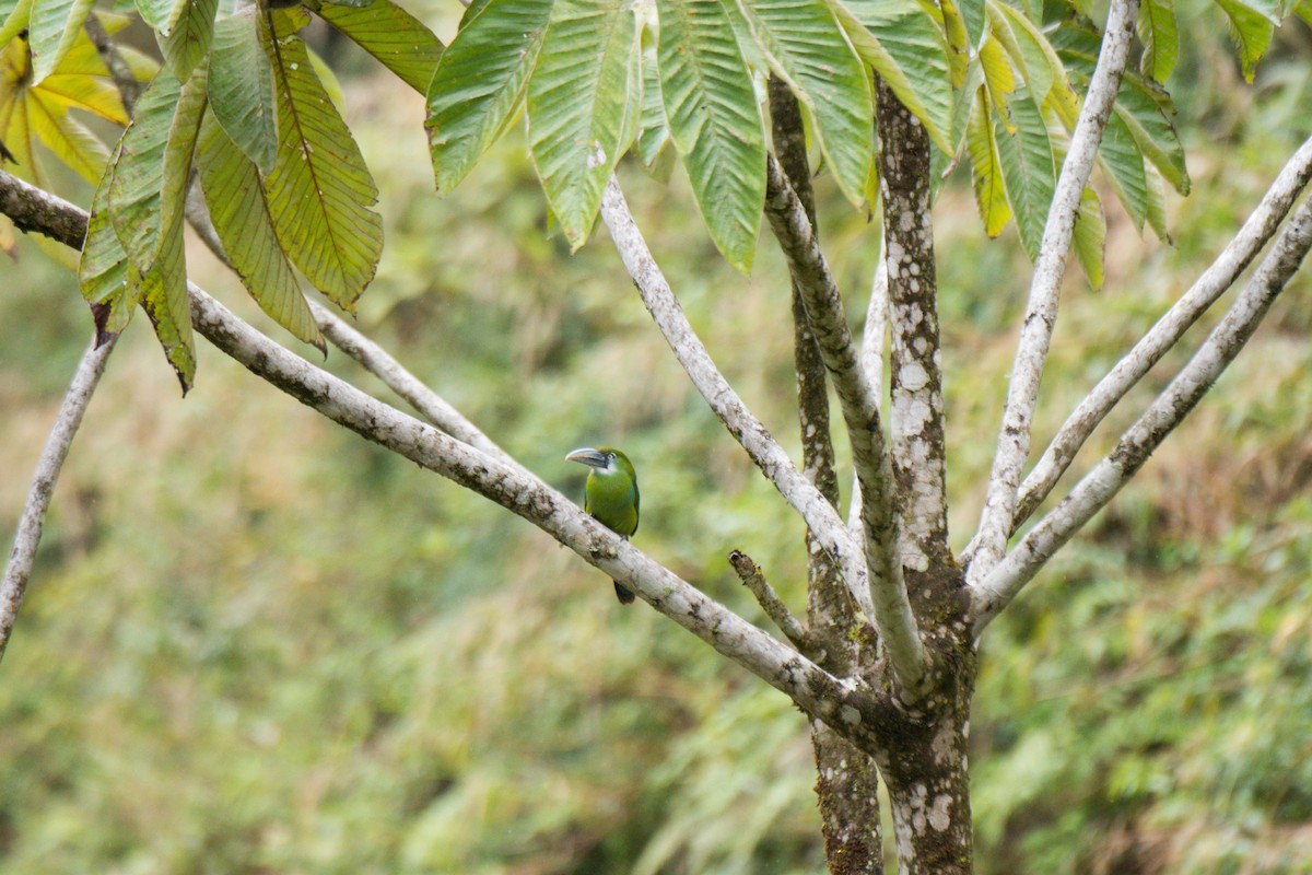 Blue-banded Toucanet - ML622461119